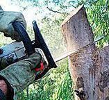 Best Stump Grinding and Removal  in Dunlap, IL