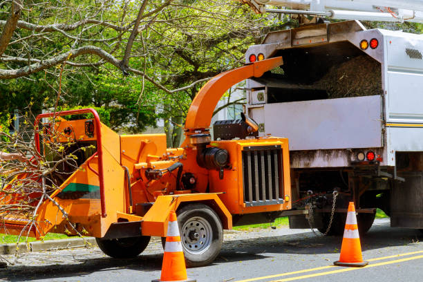 Best Root Management and Removal  in Dunlap, IL