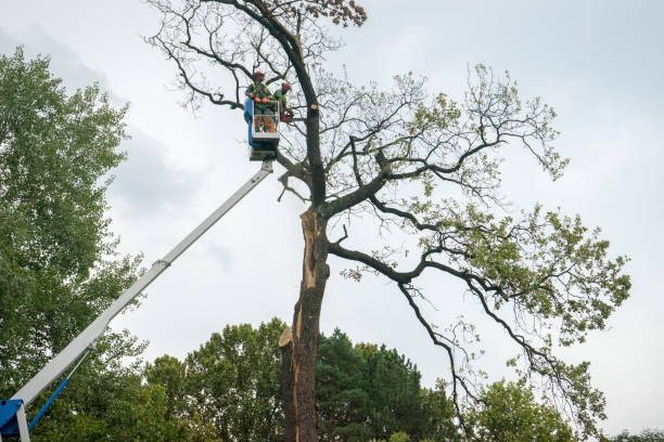 Best Utility Line Clearance  in Dunlap, IL