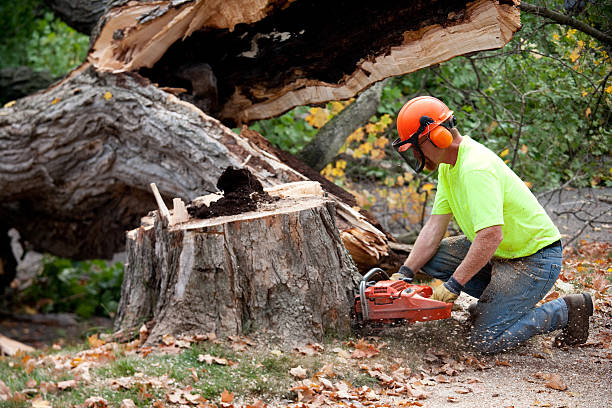 Professional Tree Services in Dunlap, IL